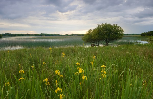 RN 036 Co.Roscommon by Michael Walsh